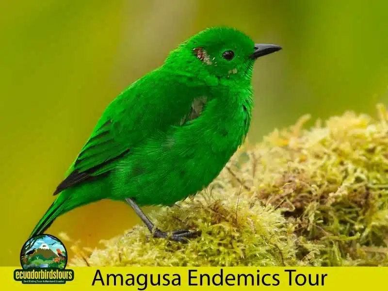 mashpi amagusa endemics tour by ecuador birds tours 3db0c525