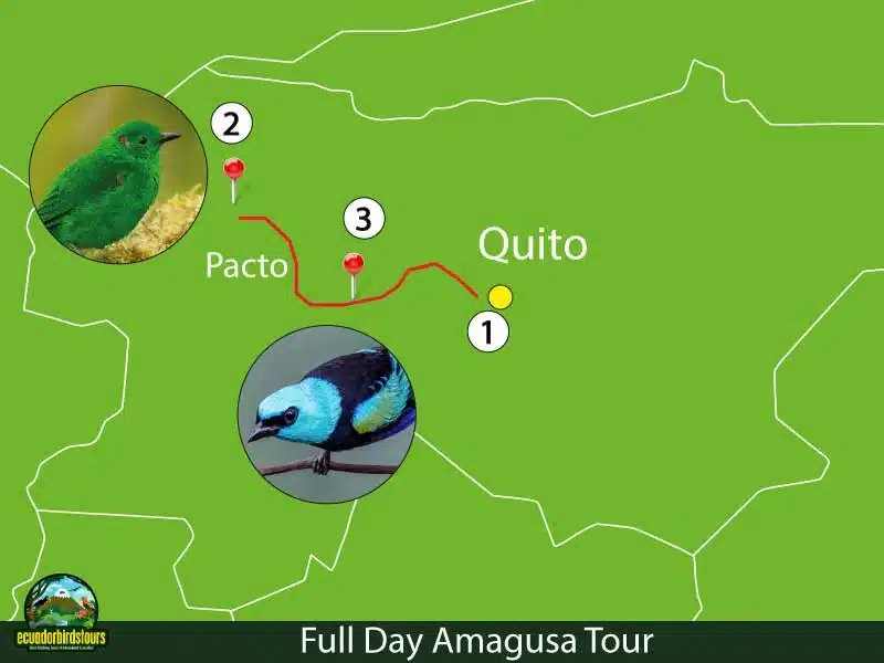 mashpi amagusa birding tour by birding photography tours in ecuador 12 cbe97f4d