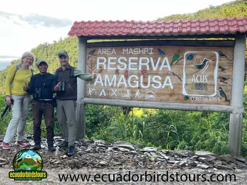 mashpi amagusa birding tour by birding photography tours in ecuador 14 09e83da1