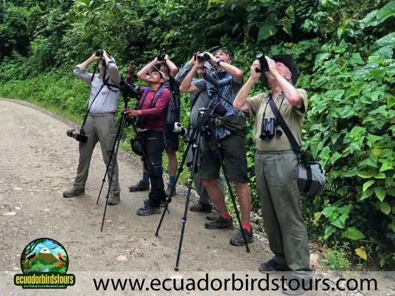 mashpi amagusa birding tour by birding photography tours in ecuador 15 596ebd1b