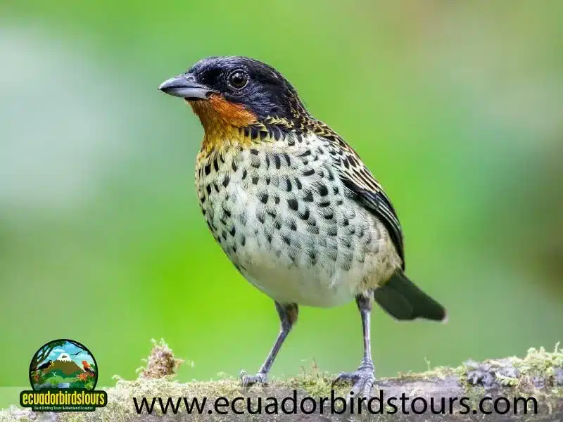 mashpi amagusa birding tour by birding photography tours in ecuador 18 8538b4d2