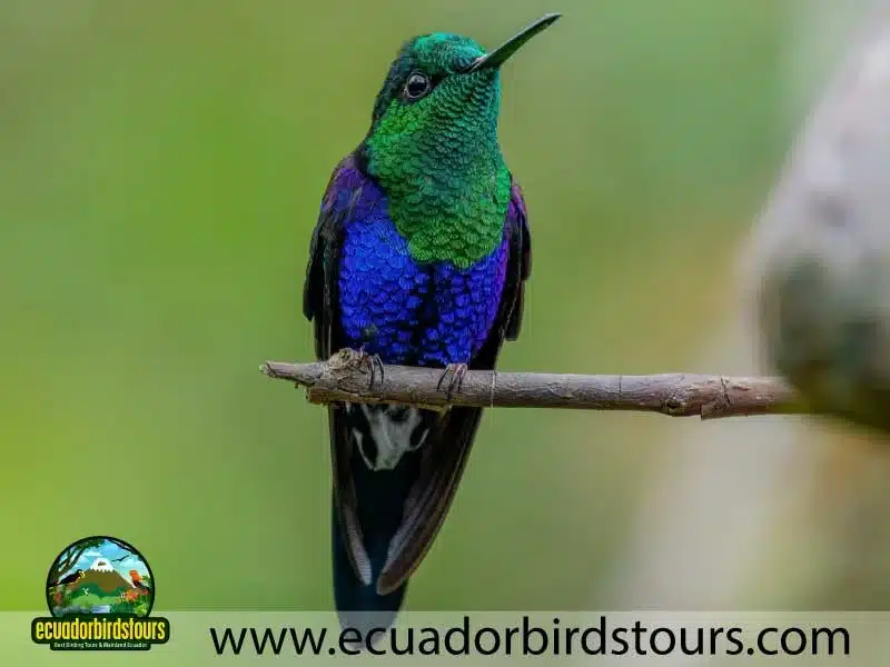 mashpi amagusa birding tour by birding photography tours in ecuador 19 96c7707f