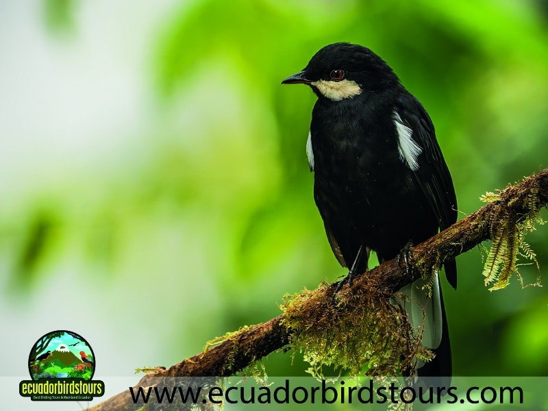 mashpi amagusa birding tour by birding photography tours in ecuador 2