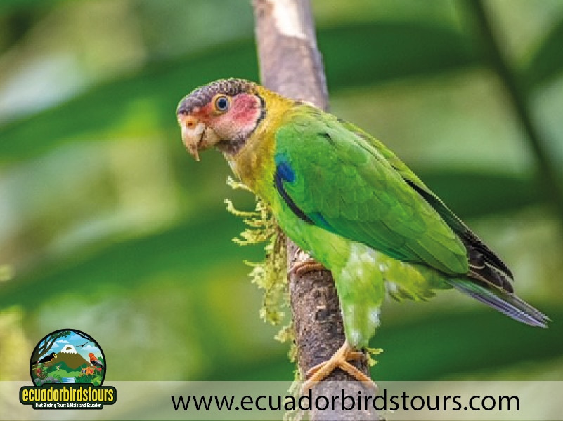 mashpi amagusa birding tour by birding photography tours in ecuador 6