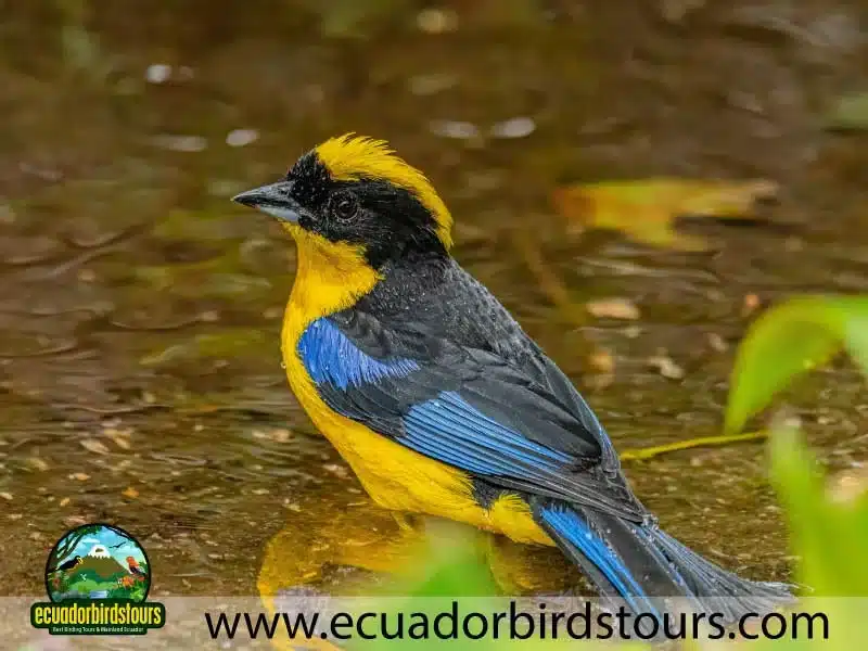 mashpi amagusa birding tour by birding photography tours in ecuador 8 c4a0d632