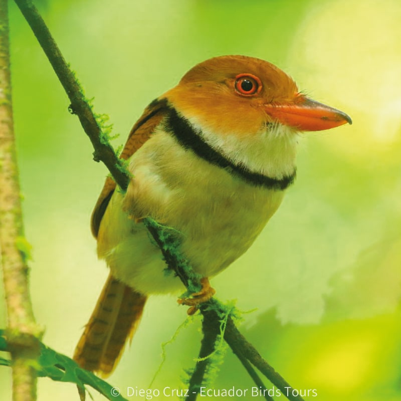 napo wildlife center birding lodge by ecuador bird tour (22)