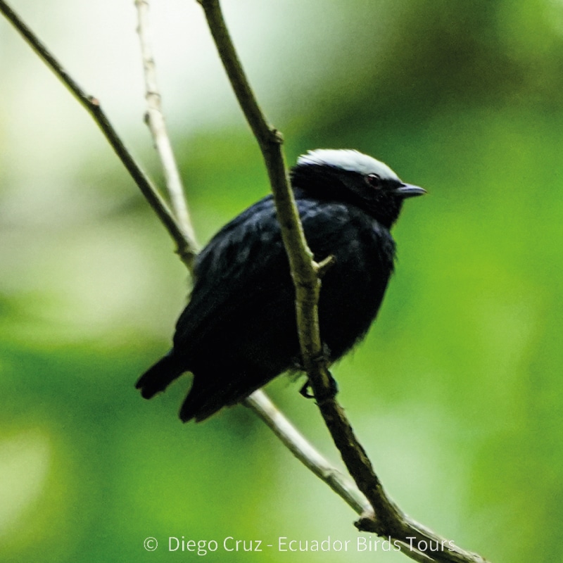 napo wildlife center birding lodge by ecuador bird tour (23)