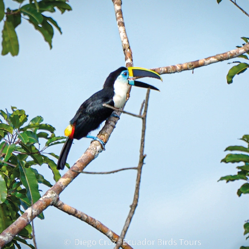 napo wildlife center birding lodge by ecuador bird tour (25)