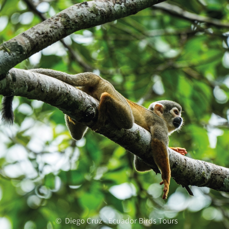 napo wildlife center birding lodge by ecuador bird tour (4)