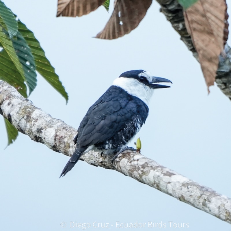 napo wildlife center birding lodge by ecuador bird tour (6)