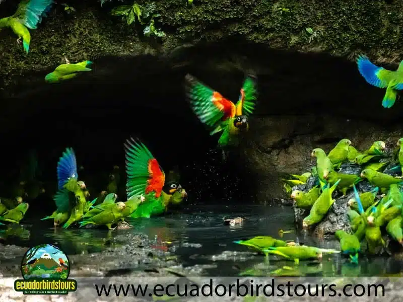 napo wildlife center amazon lodge by ecuador birds tours parrots clay lick 0a5ce916