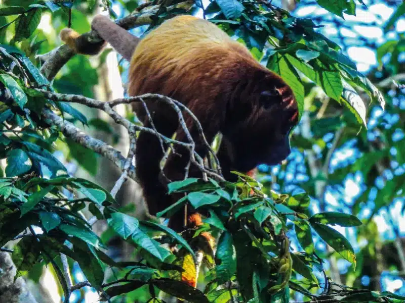 napo wildlife center amazon lodge by ecuador birds tours red howler monkey 47df19b7