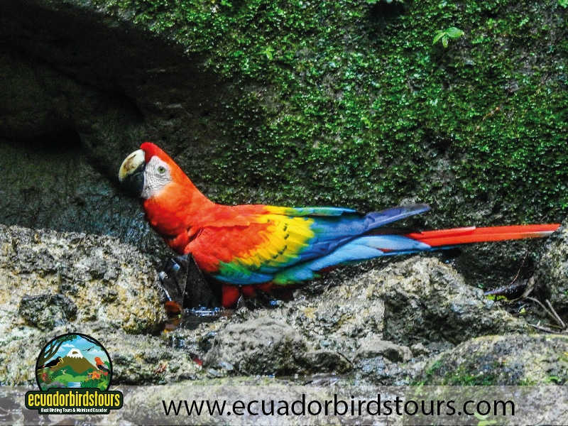 napo wildlife center amazon lodge by ecuador birds tours scarlet macaw