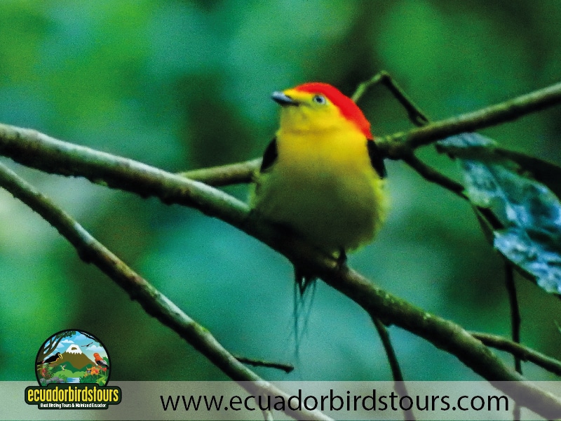 napo wildlife center amazon lodge by ecuador birds tours wire tailed manakin