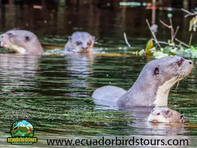 napo wildlife center amazon lodge by ecuador birds tours giant otters 4e01f0b1