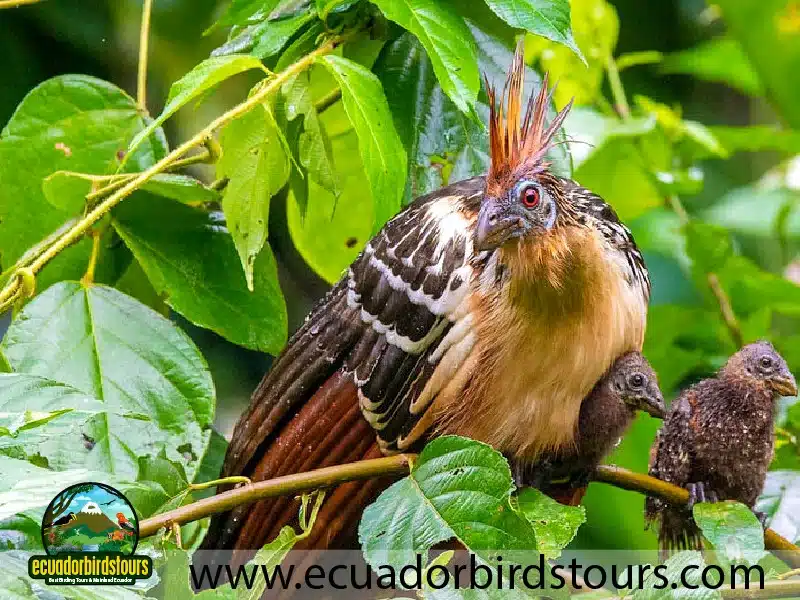 napo wildlife center amazon lodge by ecuador birds tours hoatzin ab2785d5