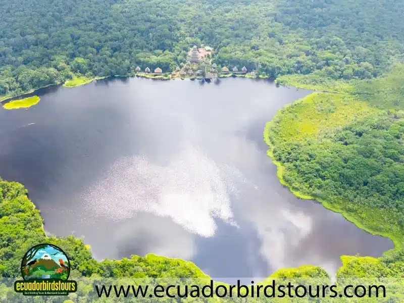 napo wildlife center amazon lodge by ecuador birds tours 14 33d78407