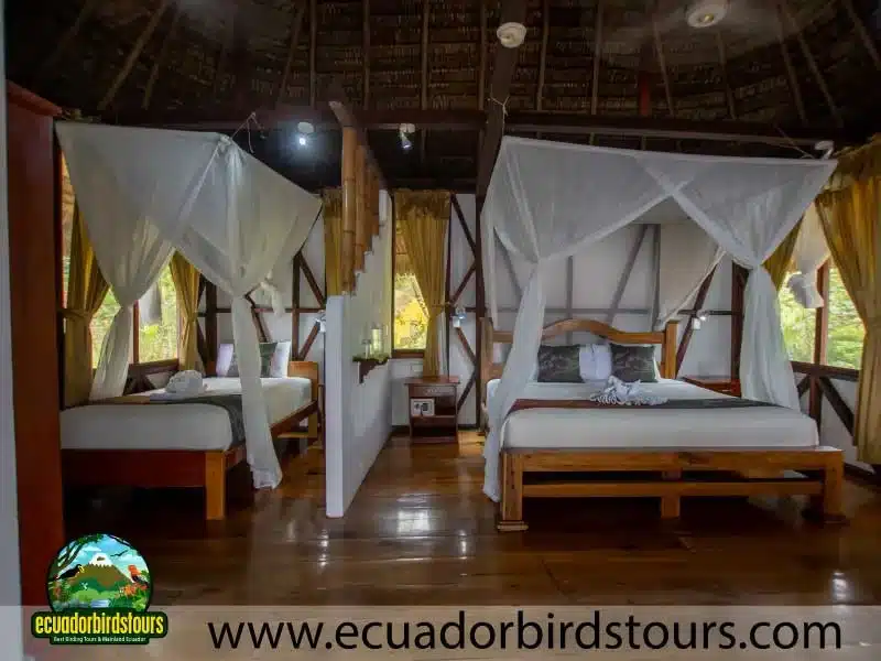 napo wildlife center amazon lodge by ecuador birds tours 28 30a332c7