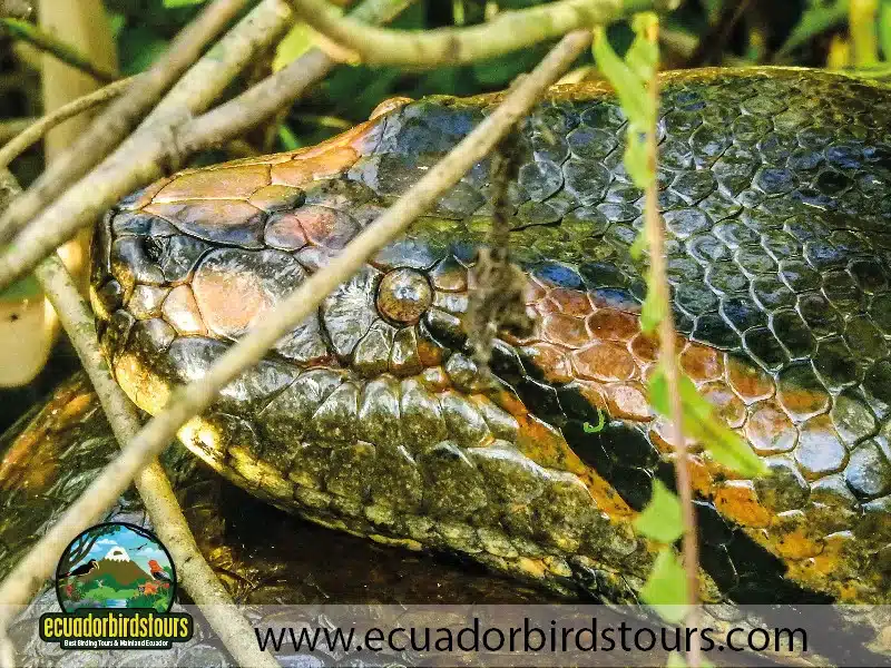 napo wildlife center amazon lodge by ecuador birds tours 31 5cadd803