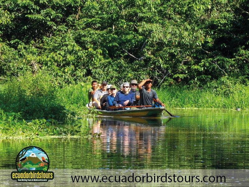 napo wildlife center lodge 11