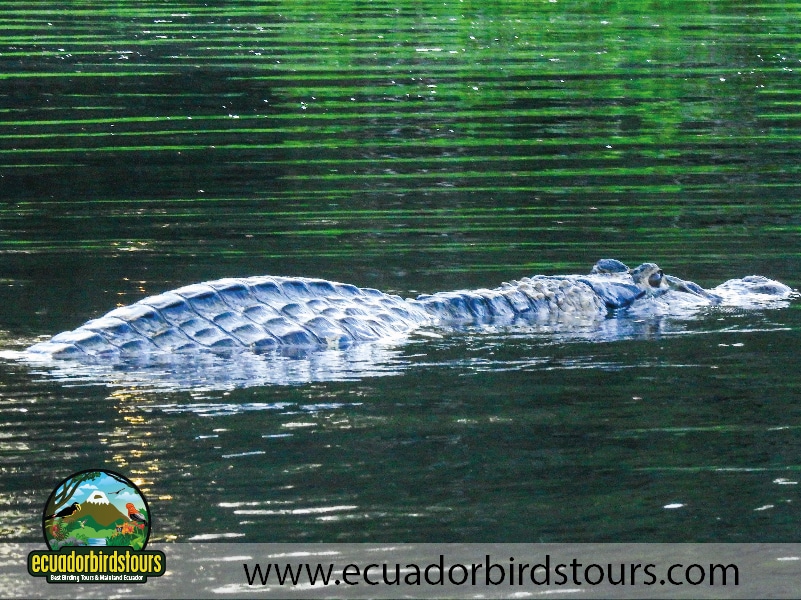 napo wildlife center reserve by ecuador birds tours 2