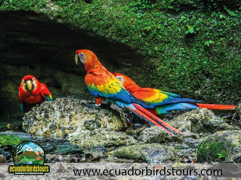 napo wildlife center reserve by ecuador birds tours 3