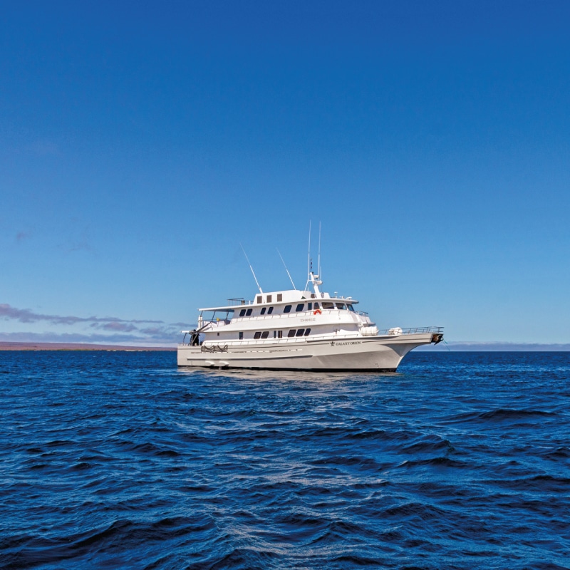orion cruise galapagos by ecuador birds tours (10)