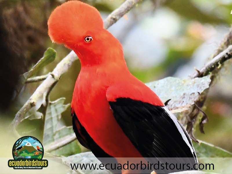 refugio angel paz andean cock of the rock by ecuador birds tours