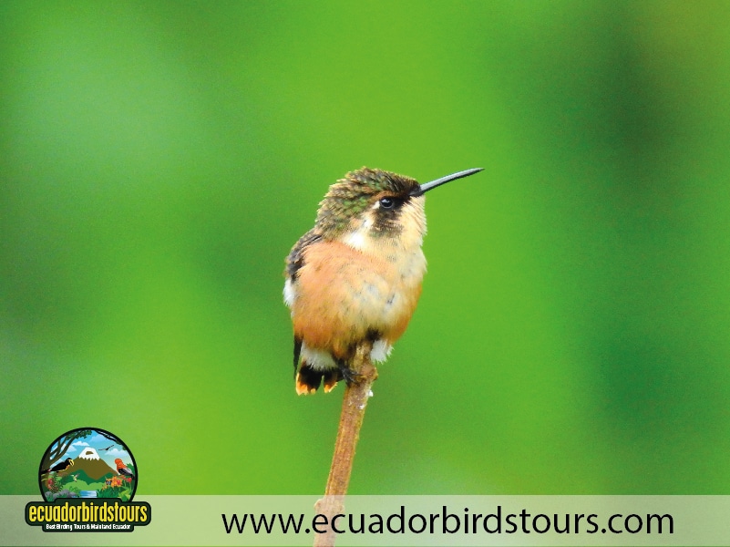 rio quijos reserve by ecuador birds tours