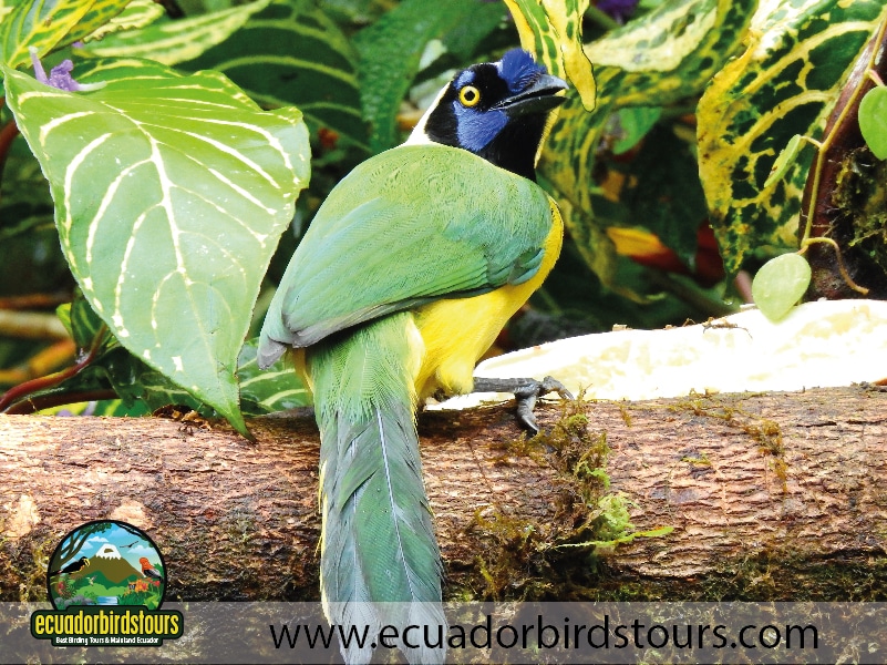 rio quijos reserve by ecuador birds tours 3
