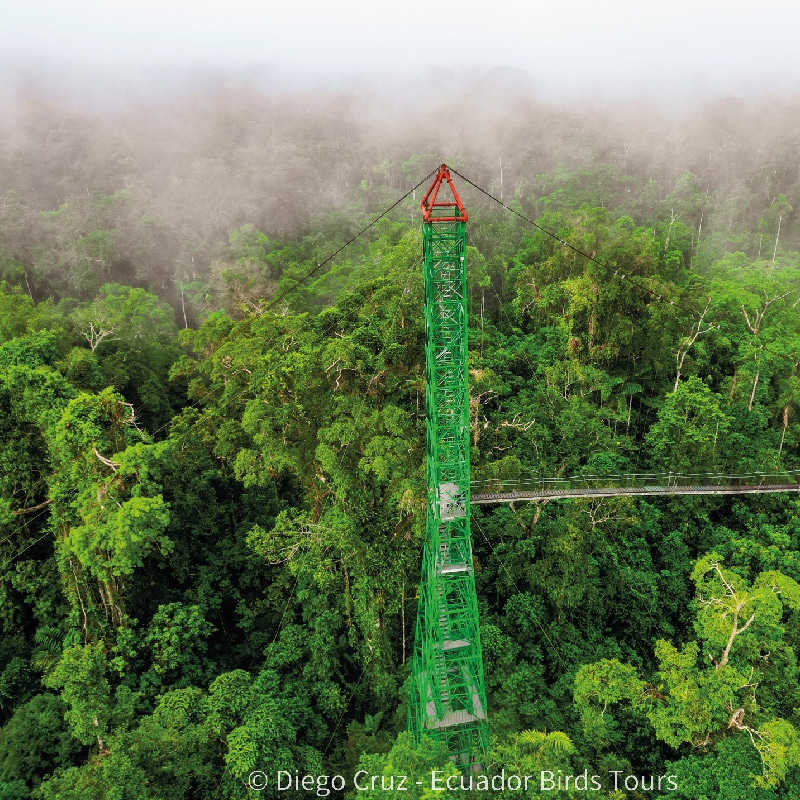sacha amazon lodge by ecuador birds tours (1)