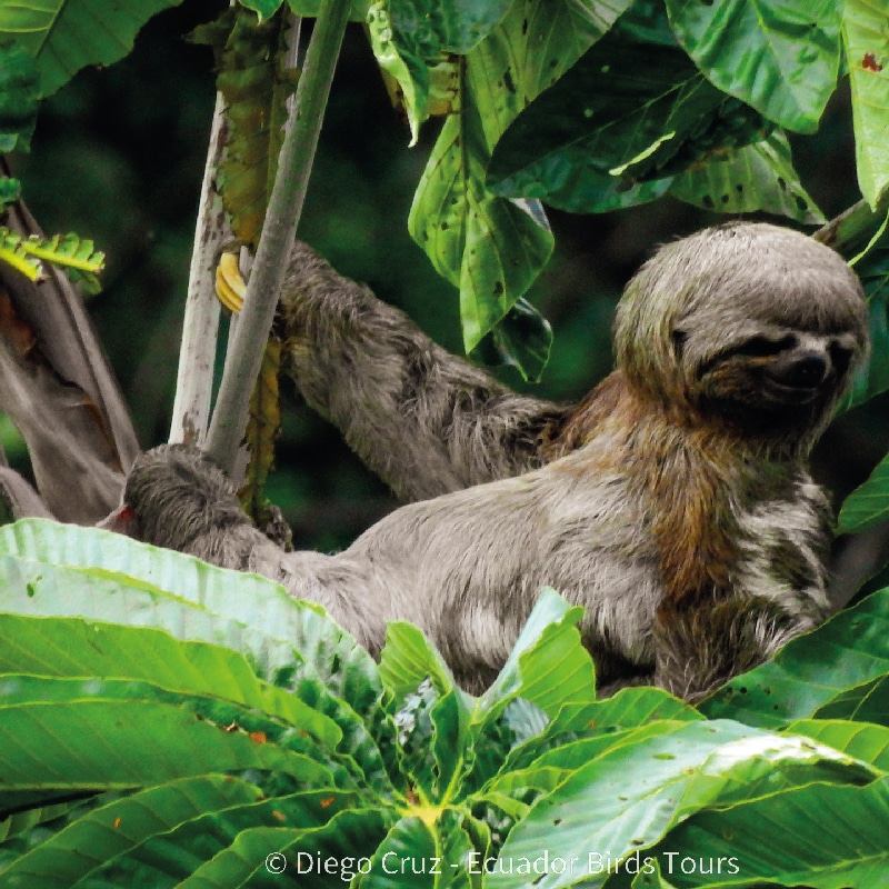 sacha amazon lodge by ecuador birds tours (10)