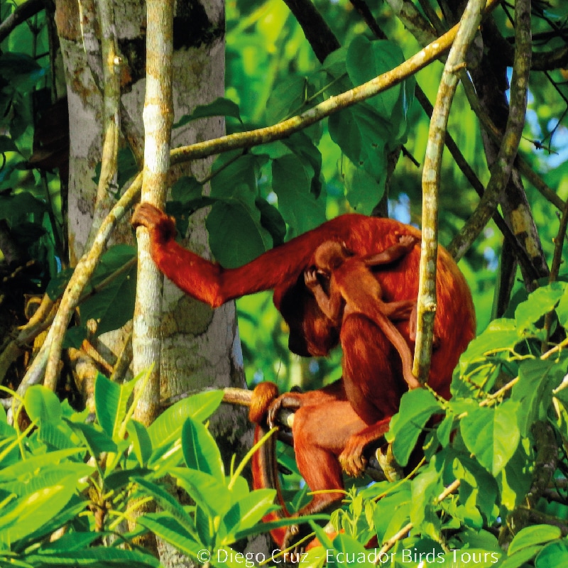 sacha amazon lodge by ecuador birds tours (14)