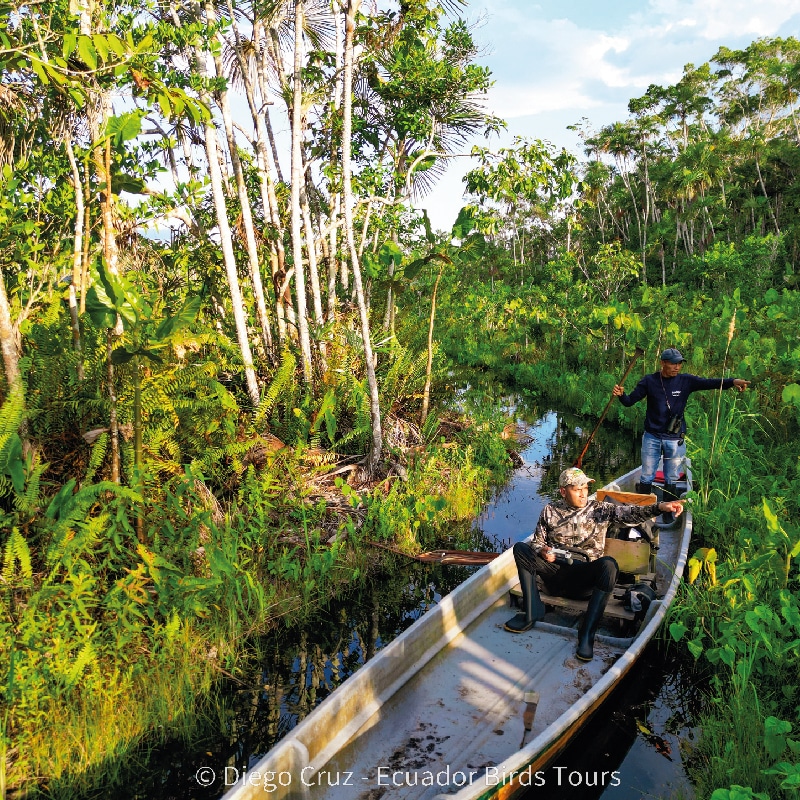 sacha amazon lodge by ecuador birds tours (16)