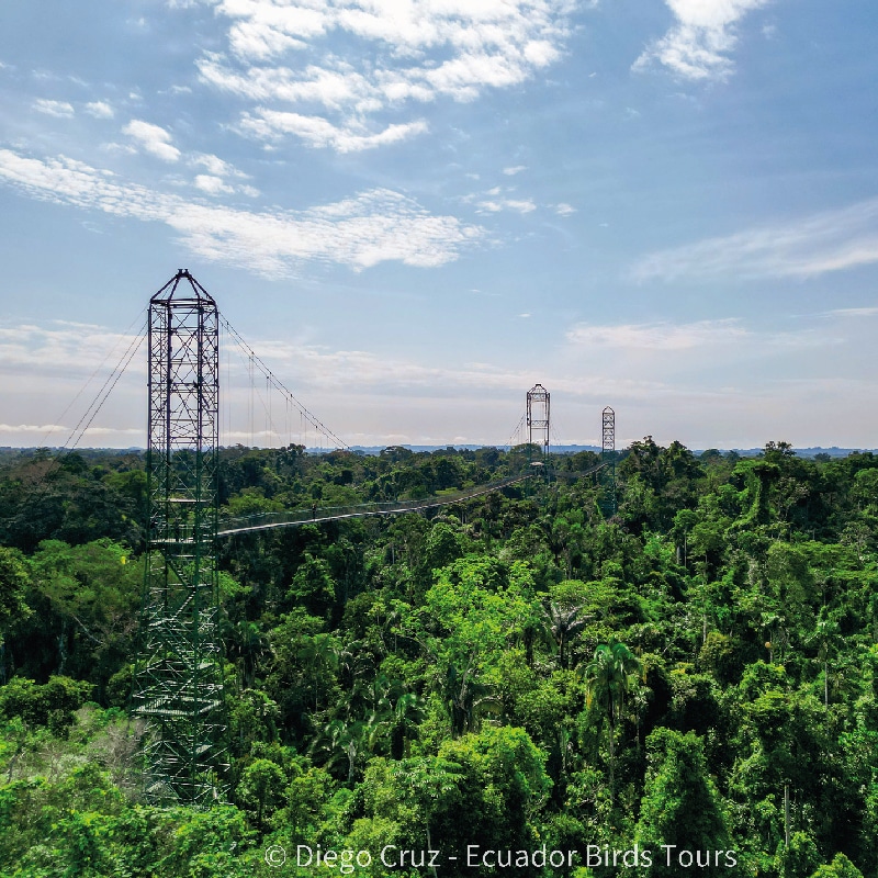 sacha amazon lodge by ecuador birds tours (19)