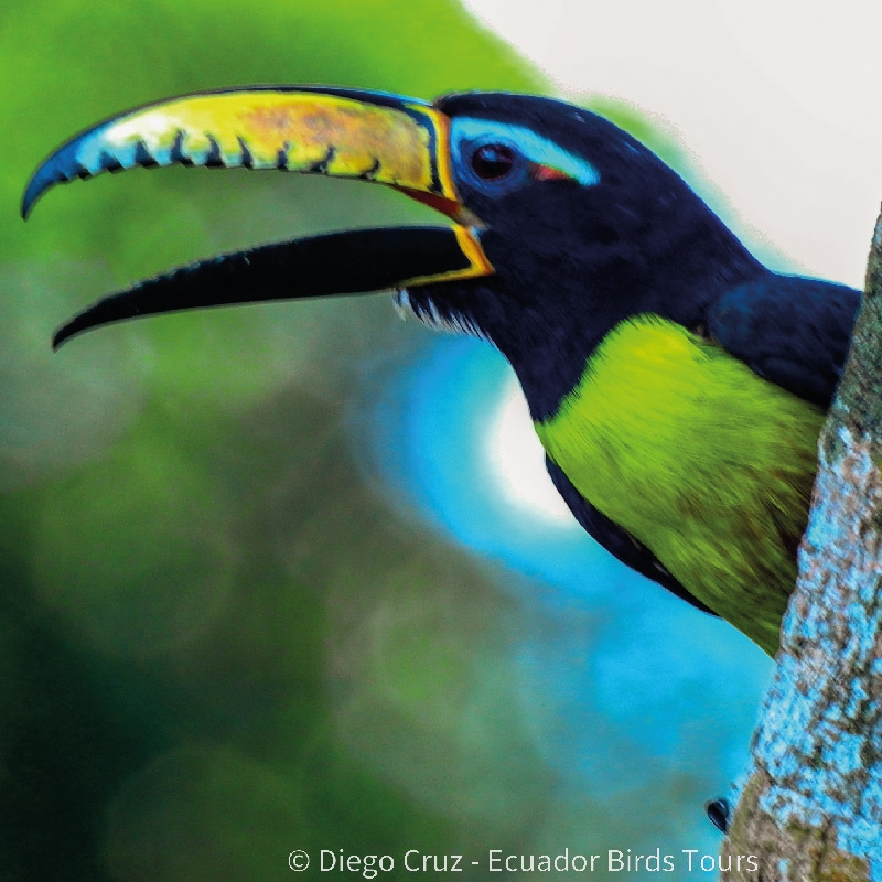 sacha amazon lodge by ecuador birds tours (2)