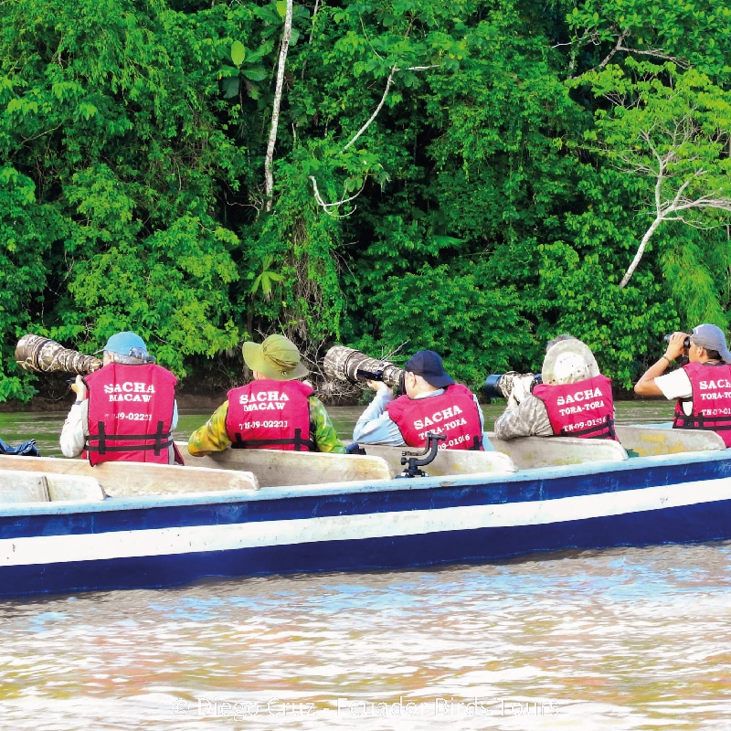 sacha amazon lodge by ecuador birds tours (23)