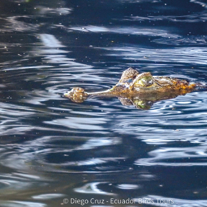 sacha amazon lodge by ecuador birds tours (9)