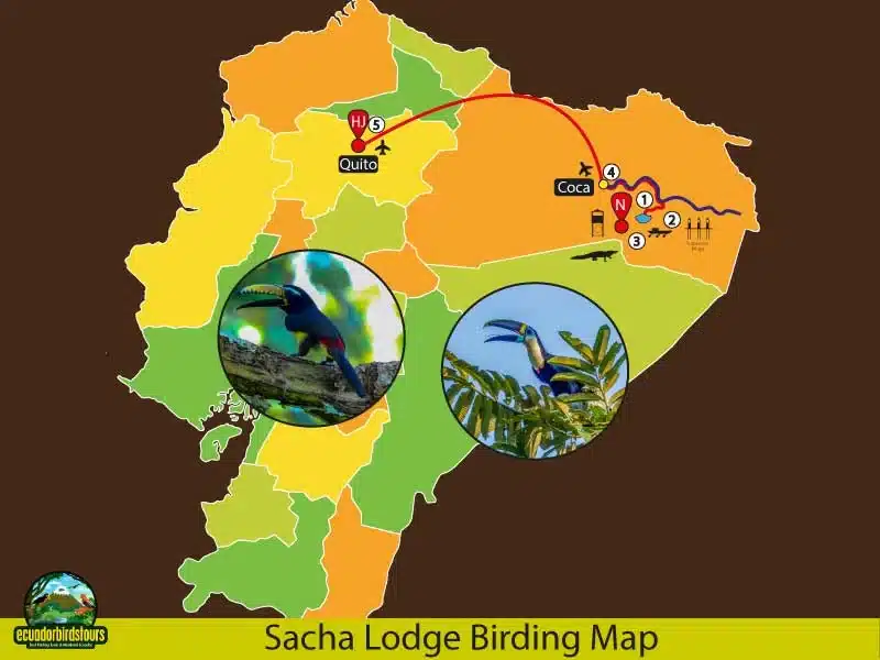 sacha lodge birding map 048459de