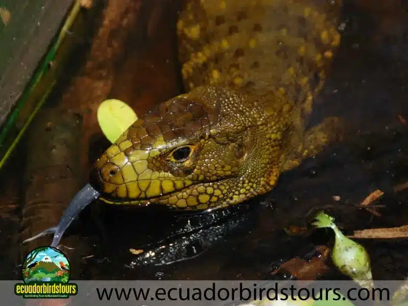 sacha amazon lodge by ecuador birds tours 11 93735633