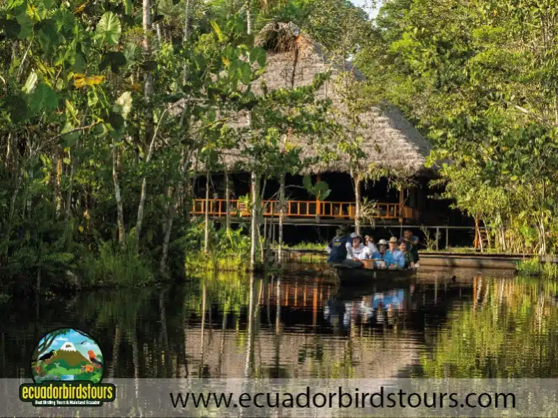 sacha amazon lodge by ecuador birds tours 27 485c666f