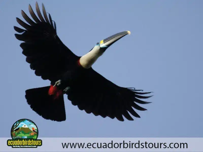 sacha amazon lodge by ecuador birds tours 29 dd3290ef
