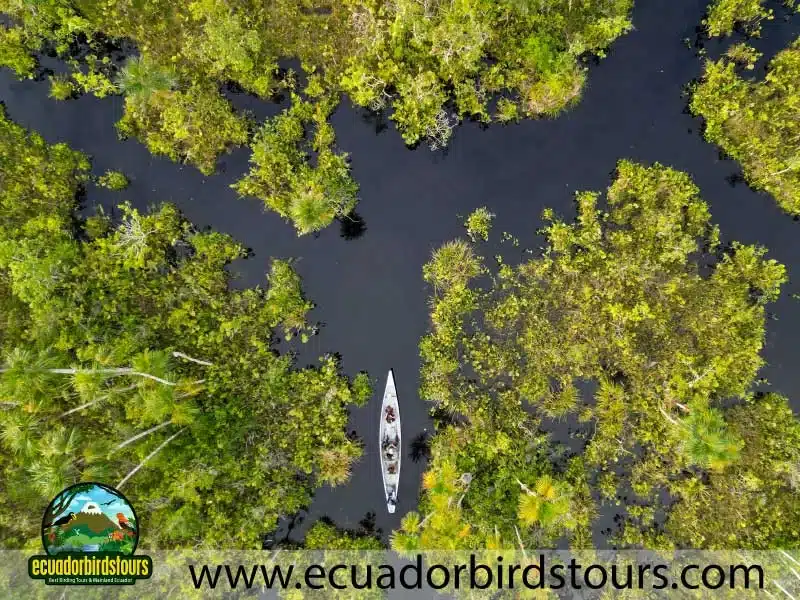 sacha amazon lodge by ecuador birds tours 3 09b7847e