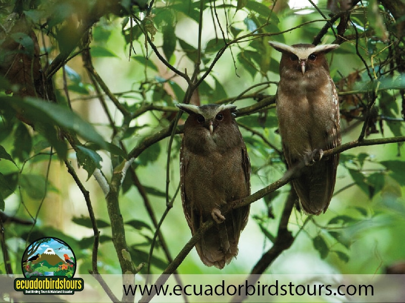 sacha amazon lodge by ecuador birds tours 30