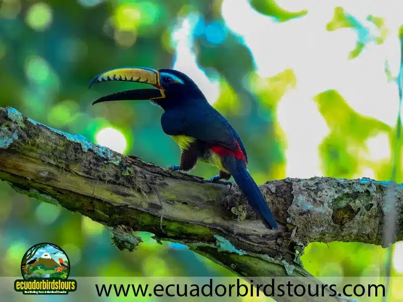 sacha amazon lodge by ecuador birds tours 6 cb05610d