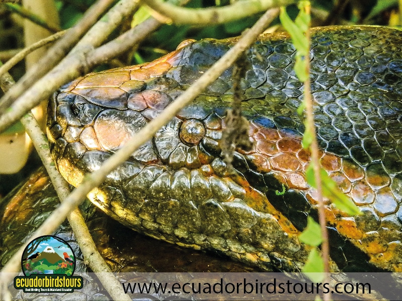 sacha lodge reserve by ecuador birds tours 2