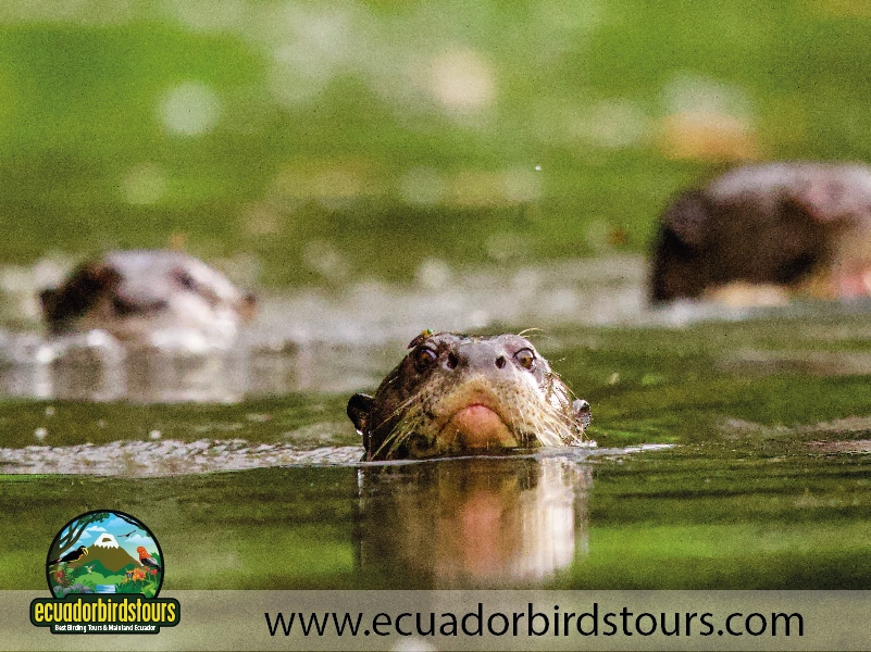 sacha lodge reserve by ecuador birds tours 3