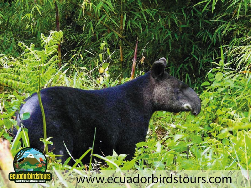 san isidro reserve mountain tapir feeder by ecuador birds tours 2