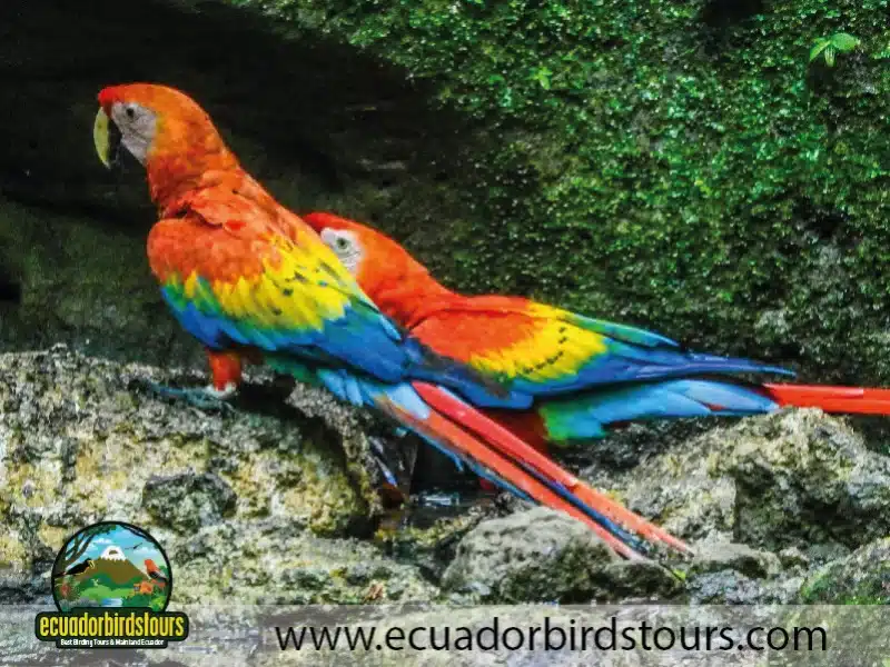 scarlet macaws by ecuador birds tours 08d8e9ad