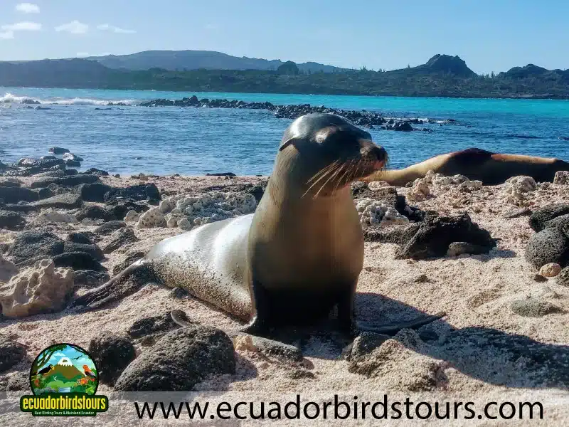 seal alya cruise galapagos promotions by ecuador birds tours dc46d2da